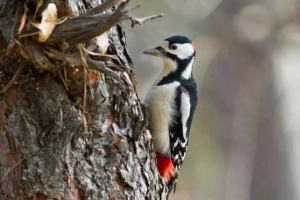 Dyatlovoid birds - vrste in imena